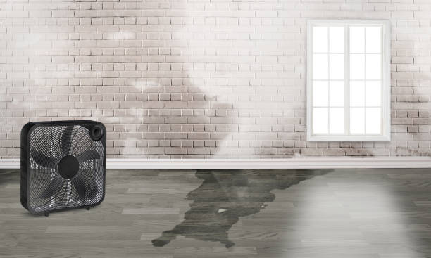 Best Flood damage cleanup  in El Paso, TX